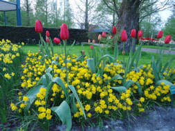 Keukenhof (75)